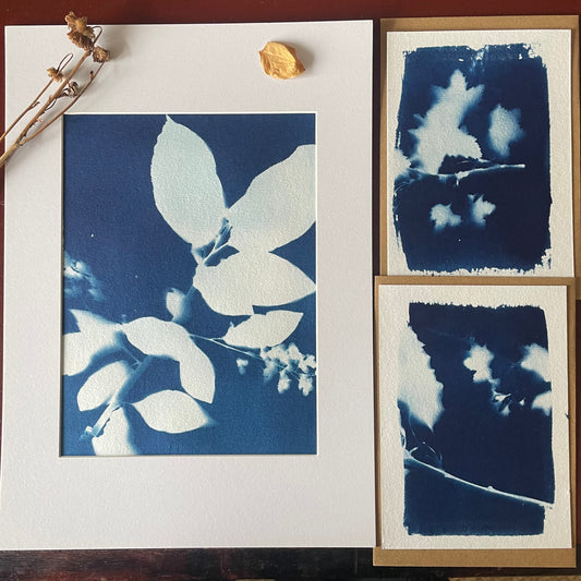 Cyanotypie-Set "Blumenpoesie" - Fine Art Print & Karten